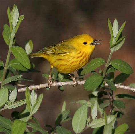 Spring bird migration in Rochester, New York: Top locations and timing