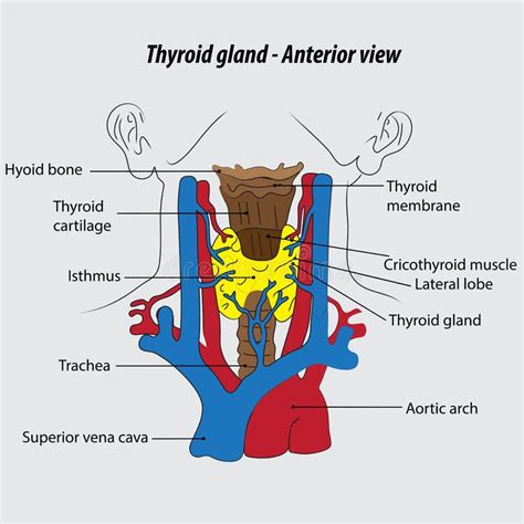 Thyroid Gland Labeled Diagram Thyroid Gland Vector Drawing Illustration