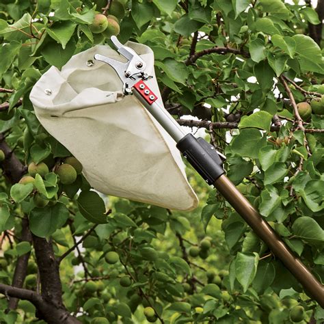 Fruit Picker Tool Telescoping Fruit Picker By Garrett Wade