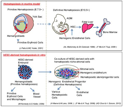 Human Embryonic Stem Cell Derived Primitive And Definitive