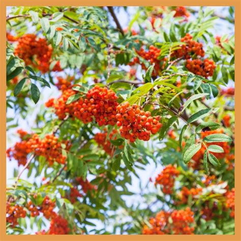 sorbo bosco dei ricordi