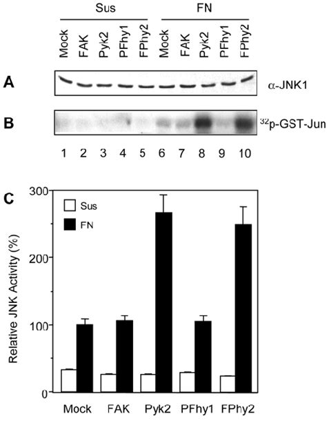 Effects Of Pyk2 Fak Pfhy1 And Fphy2 On Jnk Activation In Cell Download Scientific Diagram