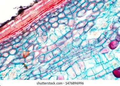 319 Collenchyma tissue Images, Stock Photos & Vectors | Shutterstock