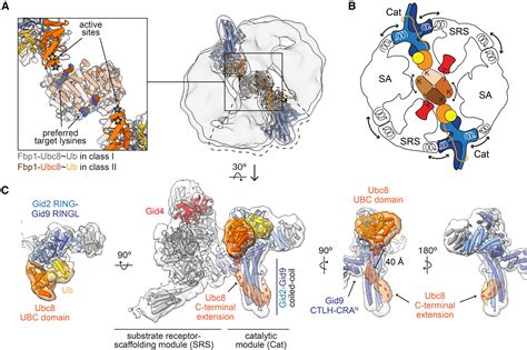 Multisite Phosphorylation Dictates Selective E2 E3 Pairing As Revealed