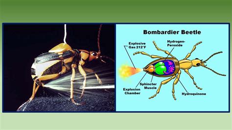 Bombardier Beetle Life Cycle