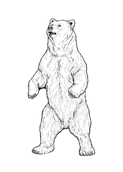 Pin By Arancha Barbera On Tattoos Y Dibujos In Bear Sketch Bear