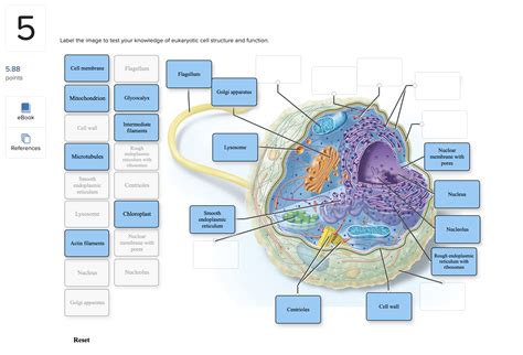 Solved Label The Image To Test Your Knowledge Of Eukaryotic Chegg