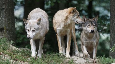 Les Bovins La Nouvelle Cible Des Loups