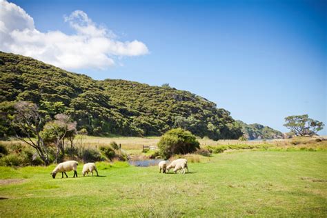 Take care around sheep during lambing season - OurAuckland