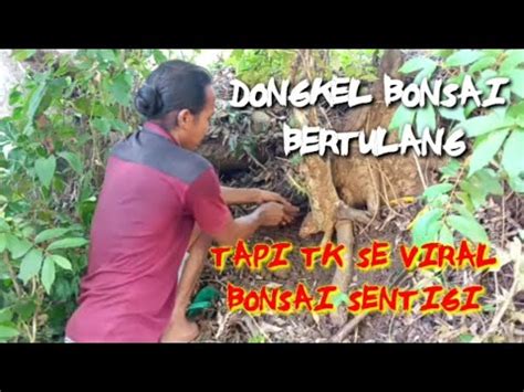 Dongkel Bahan Bonsai Wali Kukun Bertulang Youtube