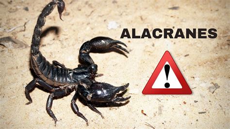 Los escorpiones y los alacranes son fascinantes criaturas Aquí tienes