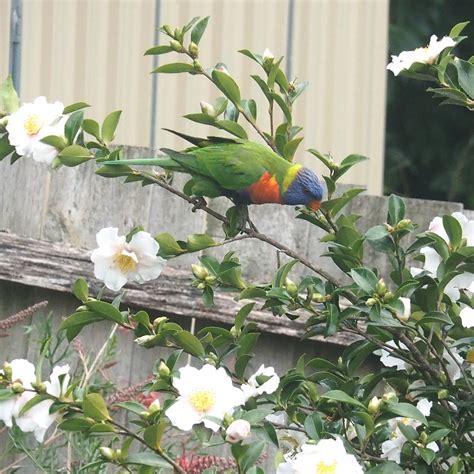 Back Garden Rainbow Lorikeet #3 - CannibalRabbit.com