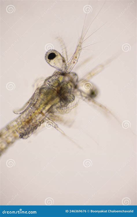 Closeup Mysis Stage Of Vannamei Shrimp In Light Microscope Shrimp