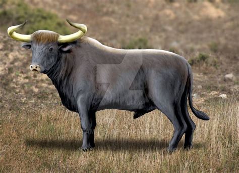 The Auroch Or Urus Bos Primigenius Ancestor Of The Domestic Cattle