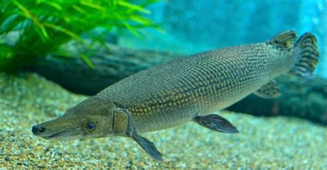 Alligator Gar Pictures Az Animals