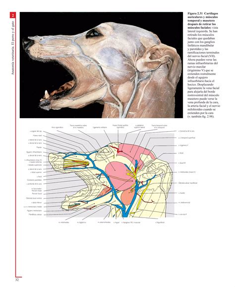 Atlas En Color De Anatomia Veterinaria El Perro Y Del Gato