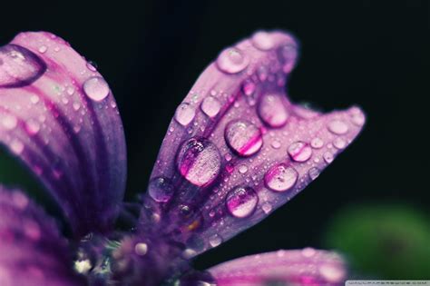 Spring Rain Wallpapers - Top Free Spring Rain Backgrounds - WallpaperAccess