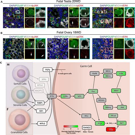 Frontiers Ligandreceptor Interactions Elucidate Sex Specific