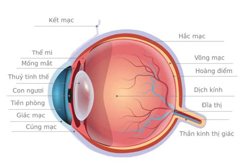 Cơ Chế Hoạt động Của Mắt Cách Chăm Sóc Mắt Khoa Học Ra Sao