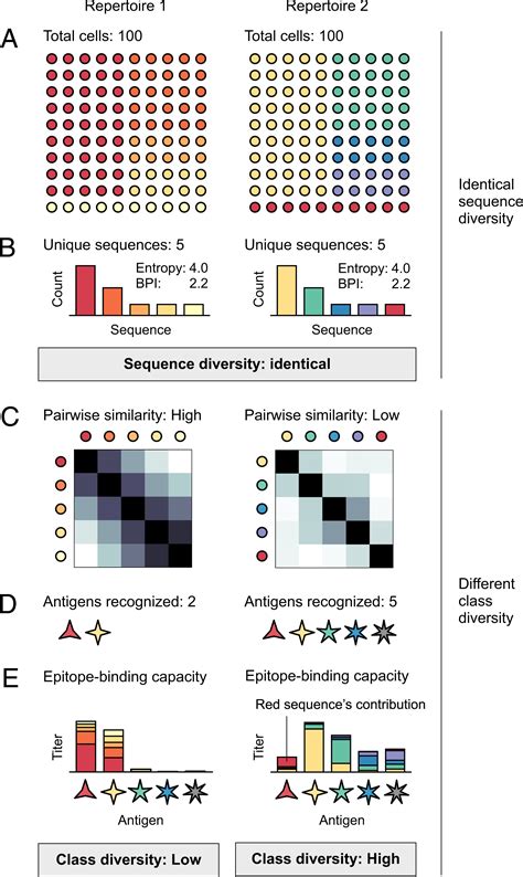 Repertoire Scale Measures Of Antigen Binding Pnas