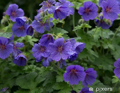 Fotobehang Blauwe Geranium Johnsons Blue Pixersnl