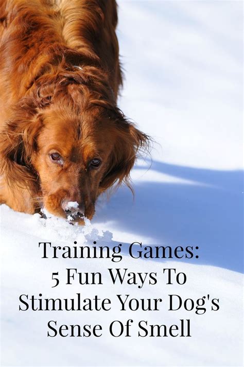 Training Games 5 Fun Ways To Stimulate Your Dogs Sense Of Smell Dog