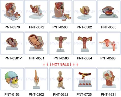 Female Perineal Model Female Pelvic Perineum Vulva Urine Genital