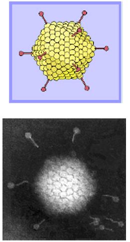 Adenovirus Papillomavirus Parvovirus Circovirus Flashcards Quizlet