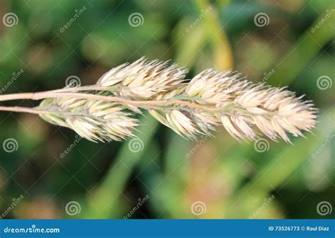 Weed Tare Stock Image Image Of Plants Wild Brown Meadow 73526773