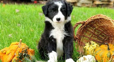 Border Colliemeet Caramel A Puppy For Adoption