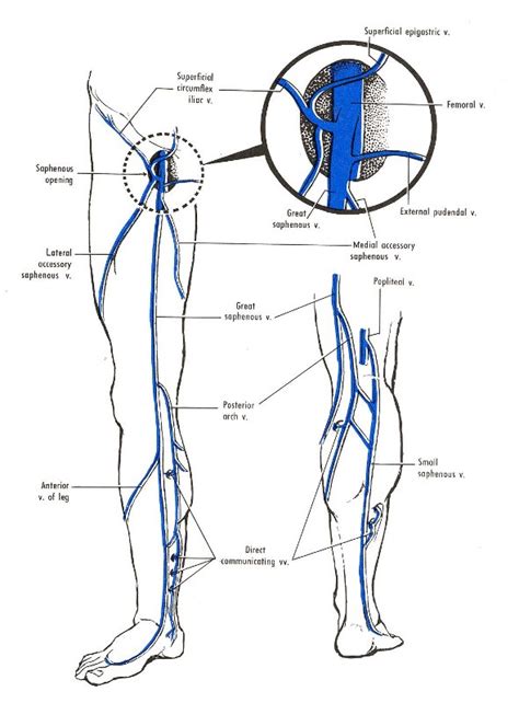 Venous Drainage of Lower limb | medcaretips.com