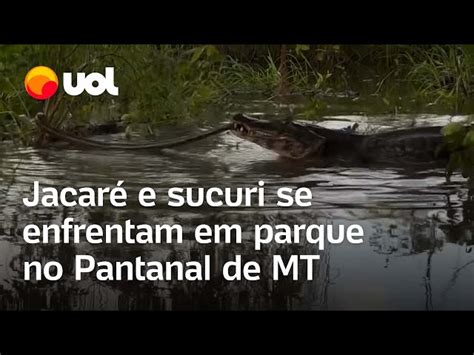 Vídeo Jacaré e sucuri se enfrentam no Pantanal em MT