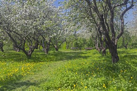 Old Apple Orchard During Flowering Stock Photo Containing Apple Tree