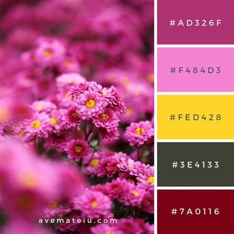 Beautiful Chrysanthemum Flower Blooming Color Palette #313