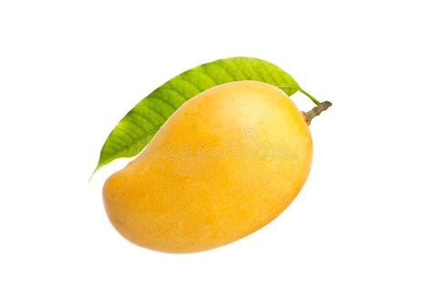 Ripe Alphonso Mango Fruit With Green Leaf Stock Image Image Of