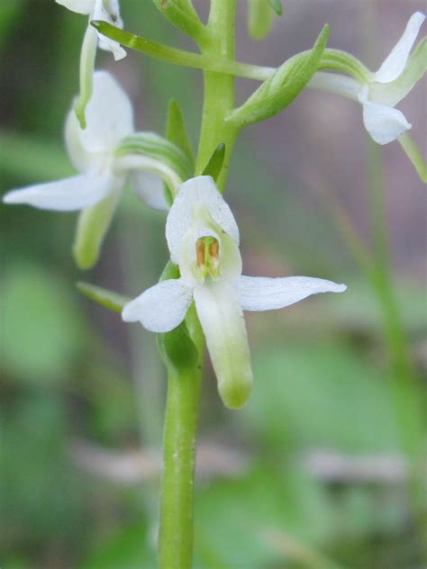 Orchid Es Du Cotentin Platanthera Bifolia