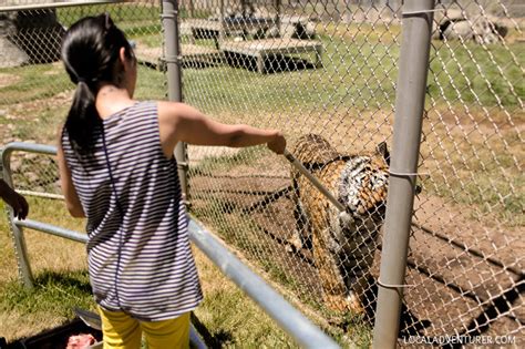 Lions Tigers and Bears Alpine Animal Rescue