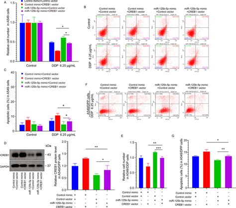 Mir 125b 5p Induces Resistance To Ddp By Down Regulating Creb1 Download Scientific Diagram