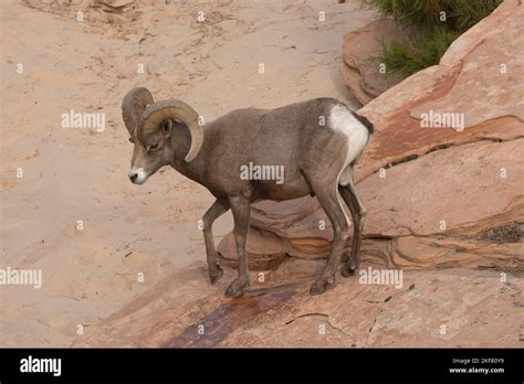 Desert Bighorn Sheep Ovis Canadensis Nelsoni Ram Descending Sandstone