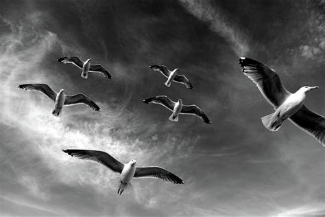 Black And White Seagulls Flying By Paul Myers Bennett