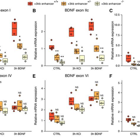 The Deletion Of The Kb Enhancer Region Decreases The Expression Of