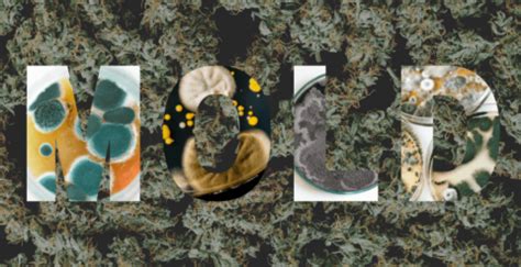 6 Types of Mold on Weed and How to Best Prevent Them - Cannabis Tech