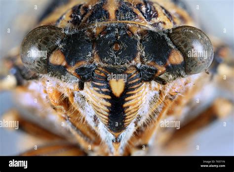 Cicada Head Close Up Stock Photo Alamy