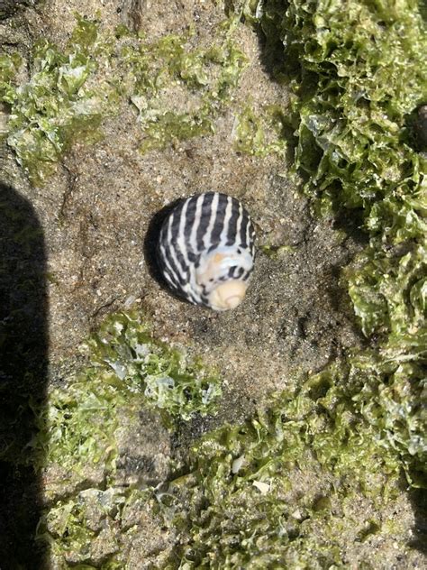 Zebra Top Snail From Bundjalung National Park Woody Head Nsw Au On