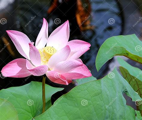 A Pink Lotus Flower Nelumbo Nucifera Against The Background Of Green