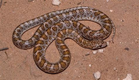 Arizona snake identification: Phoenix, Scottsdale, Tucson and ...