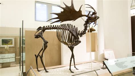 Irish Elk Amnh