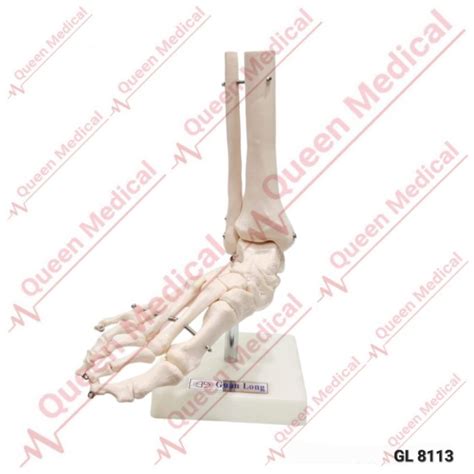 Jual Alat Peraga Manekin Kerangka Kaki Life Size Foot Joint GL 8113