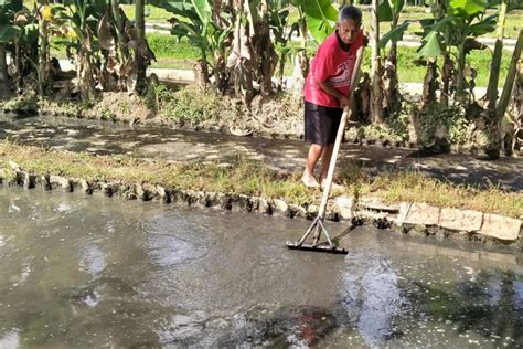 Kulon Progo Targetkan Produksi Perikanan Budi Daya 16 763 Ton ANTARA