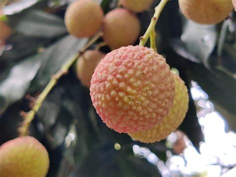 Premium Photo | A lychee fruit on a tree